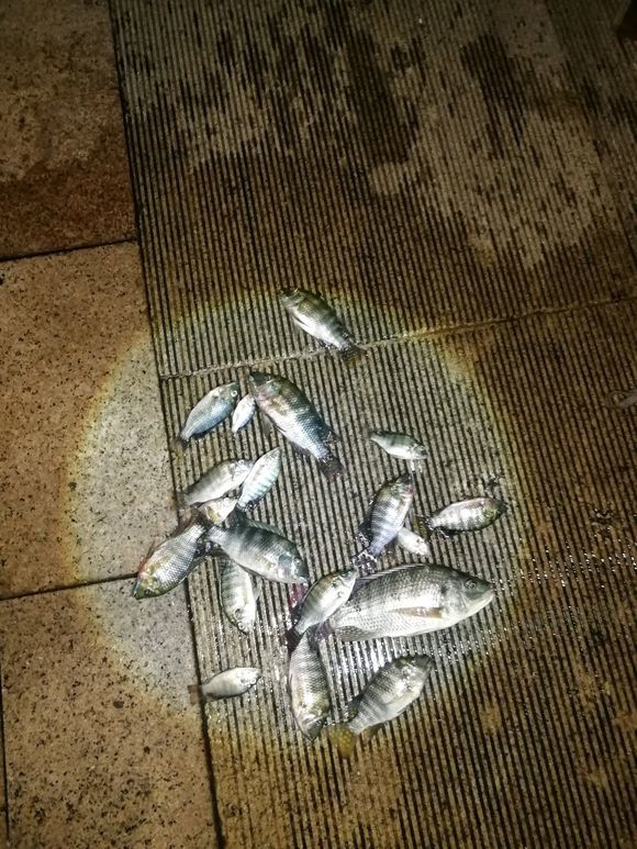 至于?罗非鱼泛滥,钓鱼人不胜其烦,竟如此"消灭"