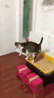 搞笑gif 猫咪你拉便便 原来是用尾巴扇风 吹干的呀 腾讯新闻