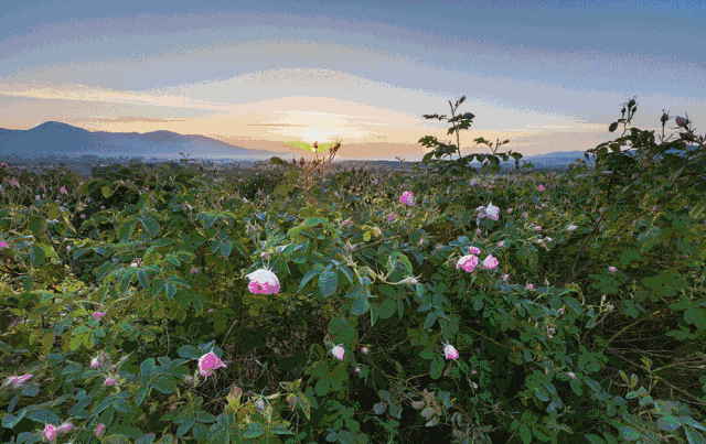 上帝的后花园——保加利亚玫瑰谷
