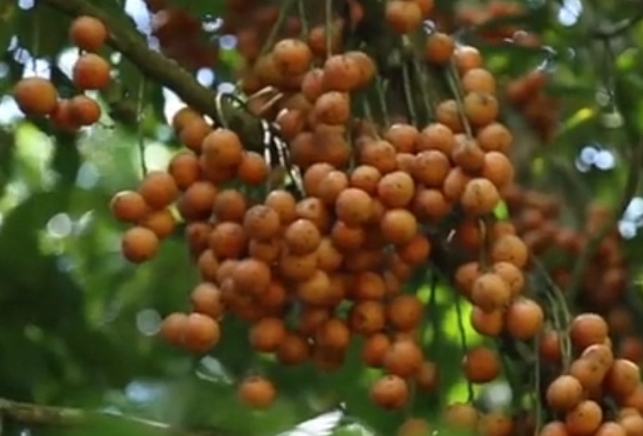云南这种野果,一年四季都有当地人说是达林果,你认识不