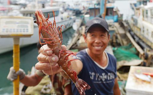 2018年9月18日,山東青島小港漁民從膠州灣捕獲約24釐米長罕見竹節蝦