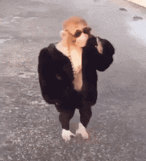 猴子走路动图图片