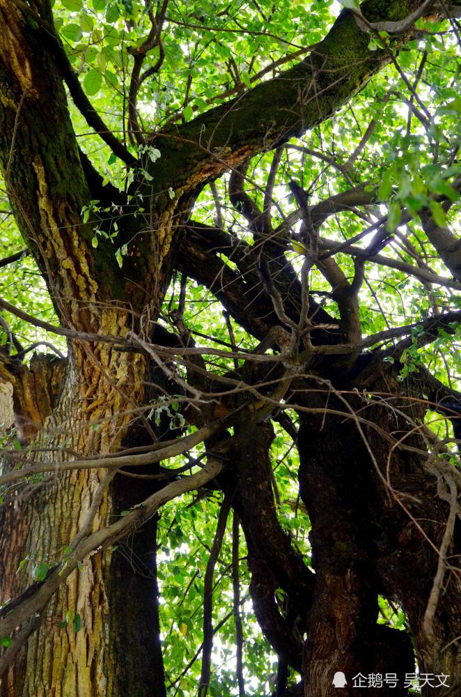 嘉陵江畔一奇观:青藤子与粗槺树缠缠绵绵两百余年