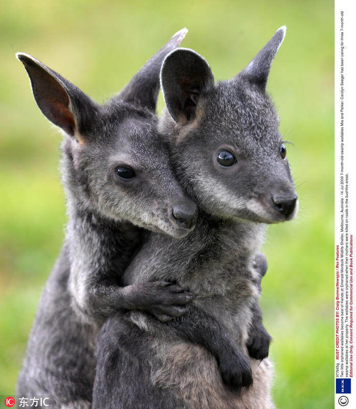 给你一个爱的抱抱小动物亲密拥抱画面温暖