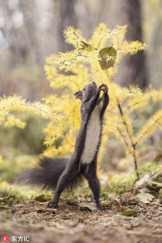 俄小松鼠张牙舞爪摘坚果模样酷似跳迪斯科