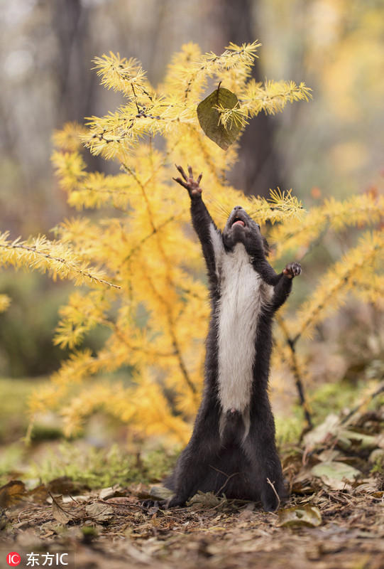 俄小松鼠张牙舞爪摘坚果模样酷似跳迪斯科
