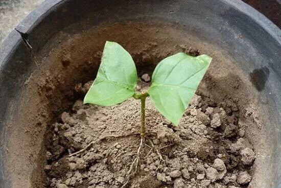 家里养花,这样给土壤消毒,一个虫子都没有,土壤