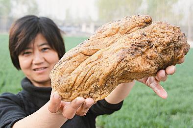 太岁,植物,营养价值,大自然,长生不老