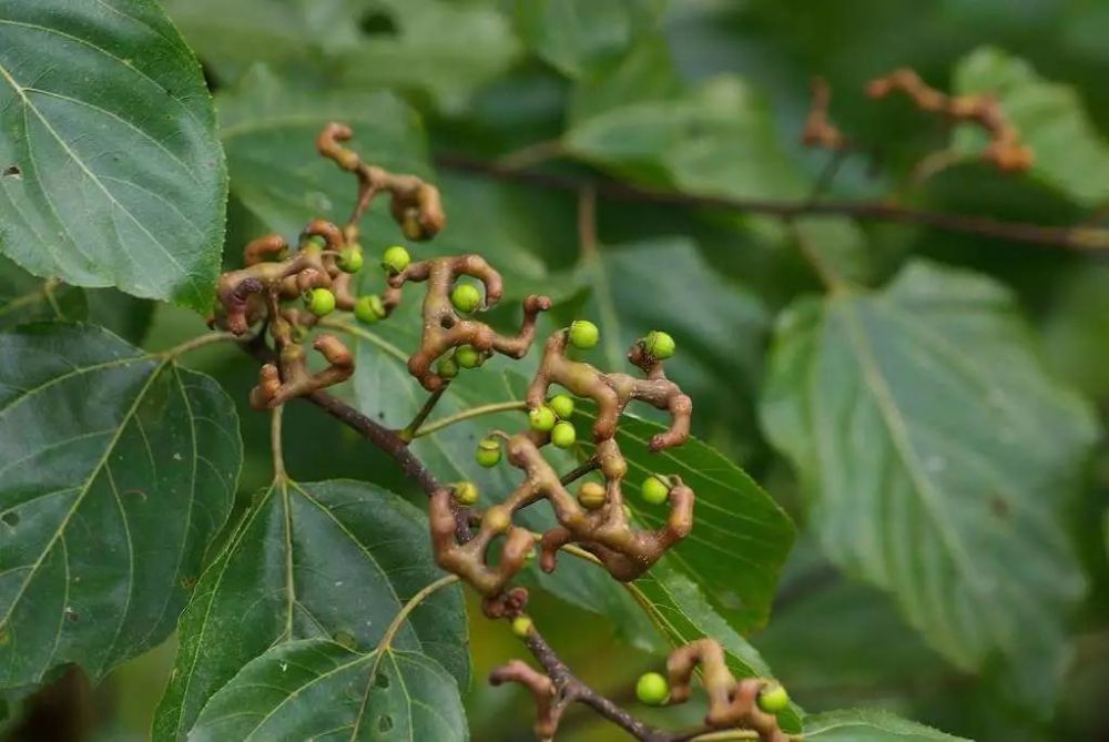 安康旬阳拐枣登上央视成网红,安康人的骄傲!