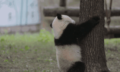 养熊猫读什么专业来川农大就对了