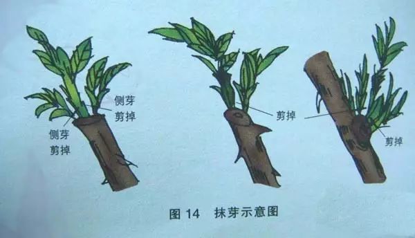 果树,枝条,结果枝组