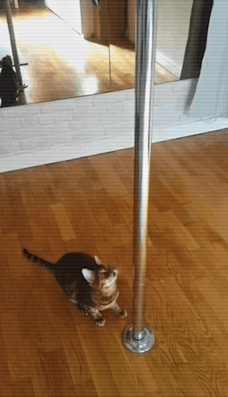 猫咪被逼和小姐姐跳钢管舞,网友:放开它,有需求冲我来