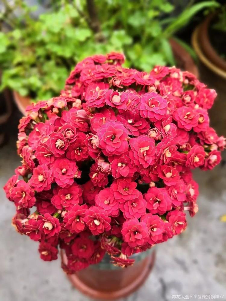 8种懒人花,耐旱又好养,俩月不管照样长得壮实