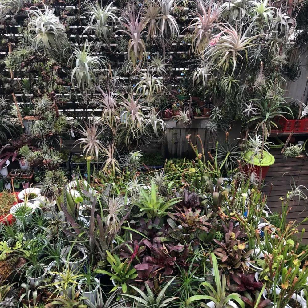 8种懒人花,耐旱又好养,俩月不管照样长得壮实