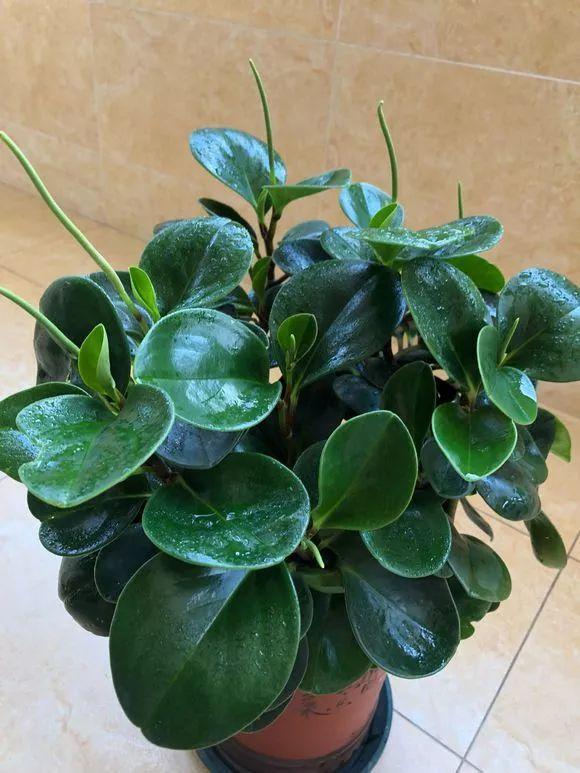 8种懒人花,耐旱又好养,俩月不管照样长得壮实