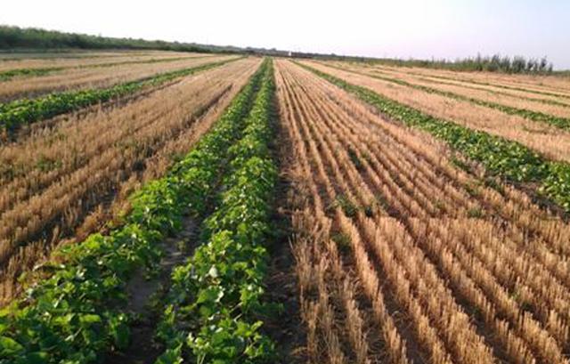 小麦地可以套种什么农作物?年前和年后有哪些区别?