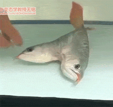 搞笑gif:在腐臭的恋爱环境中作为单身贵族的我独自沉沦