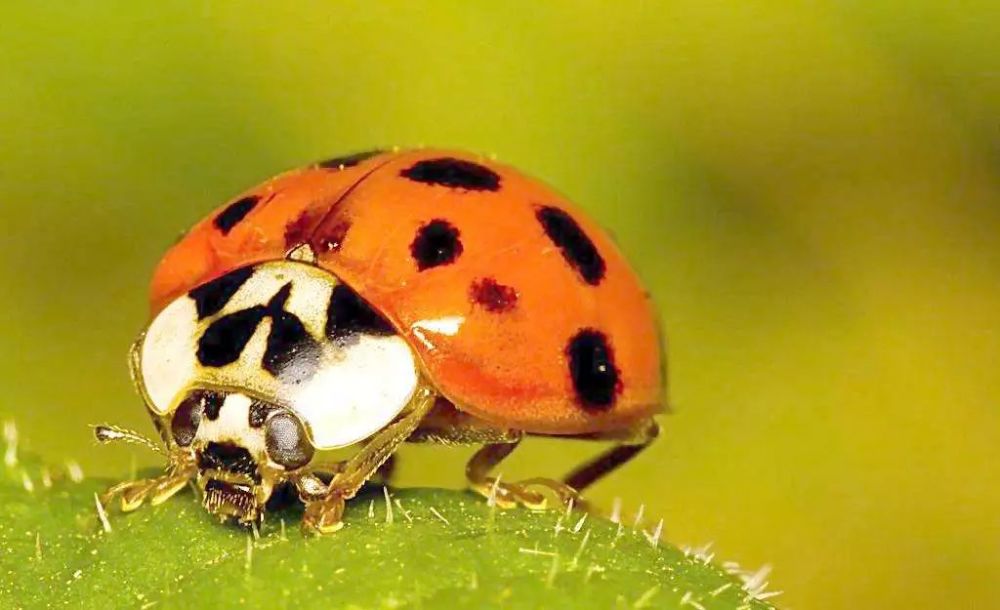 四平今年瓢虫特别多,被"花大姐"咬了危险吗?