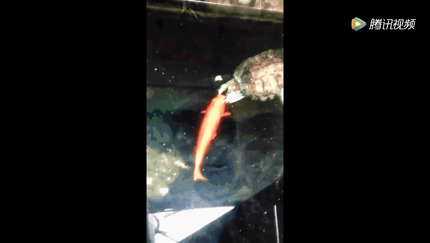 乌龟竟向鲤鱼求偶?乌龟冲向一只鲤鱼,伸出前爪,一通乱摸