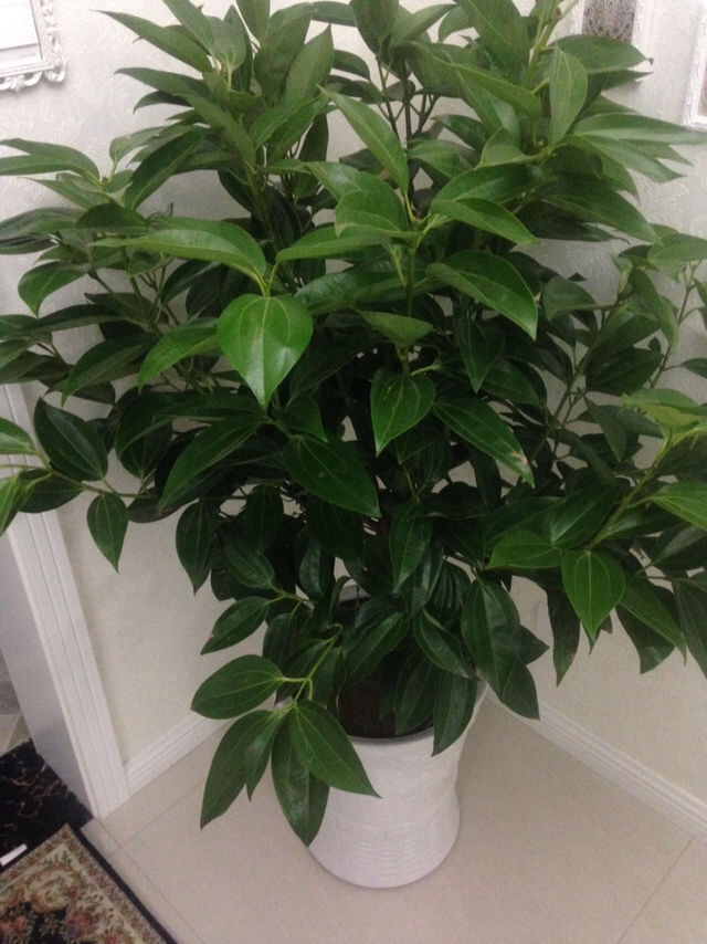 家里养上这4种"盆栽",一年四季枝繁叶茂,生活美满,财气旺!