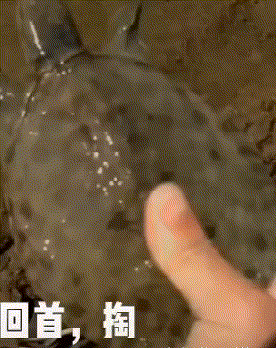ЦͼƬGIFԭ 