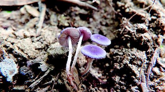 十堰发现大型真菌新物种被命名为蓝紫黄蘑菇