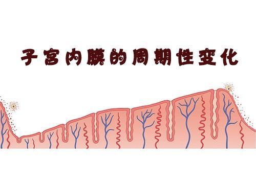 子宮內膜薄影響懷孕,應該如何治療?