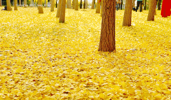 600_350gif 动态图 动图