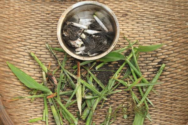 这高粱上的"病害",农民十分痛恨,却有人靠它发财一斤卖百元