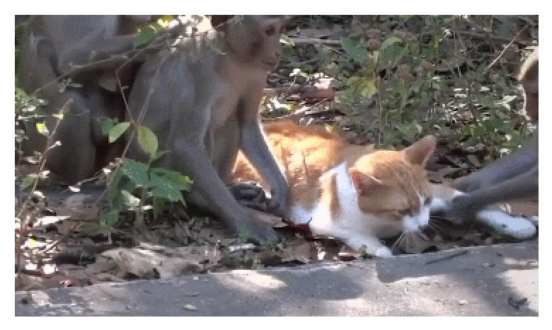 猫落平阳被猴欺,眼看被打却无动于衷,网友:你的