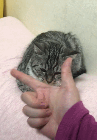 主人叫伸头出来,猫咪冷不丁就是一咬,主人吓得一愣