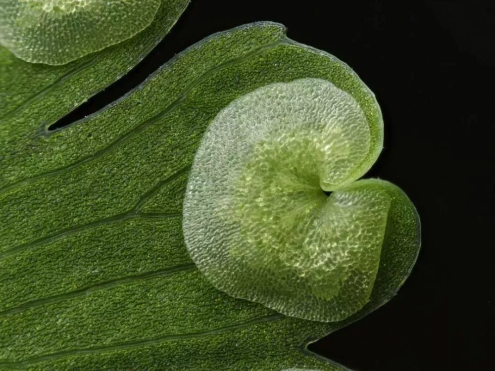 奇妙的微观世界:2017尼康微观摄影大赛惊艳揭晓