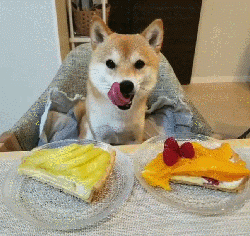 科学家|狗到底是不是由狼驯而化来的？科学家至今没搞懂……