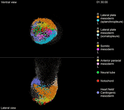 史上最清晰胚胎发育过程动态视频发布,生命的