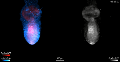 史上最清晰胚胎发育过程动态视频发布,生命的