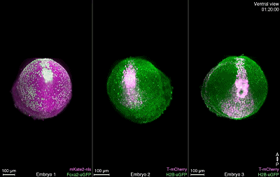史上最清晰胚胎发育过程动态视频发布,生命的