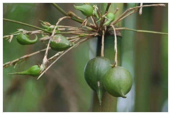 竹子上开花结果,果实100元一斤,吃过的人少之又少