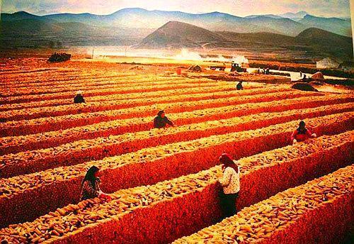 图中是60年代的老照片,照片中是秋收的玉米棒子,玉米被垒成了玉米墙