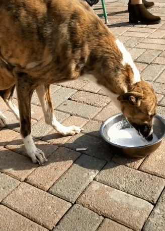 一碗奶给瘦狗子,狗狗感动得发抖,残疾后腿不停