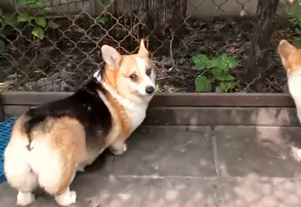 柯基犬,小狗,马路,智商,颜值