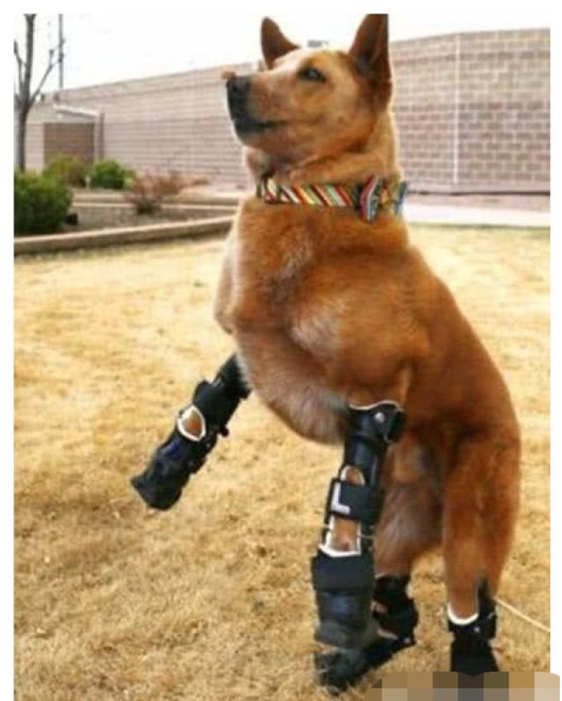 这只坚强的服务犬,因公导致四肢残疾,退休后装假肢过多彩生活