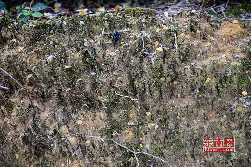 土壤被自然风化,有气孔.东南网见习记者 林婕 摄 (林婕)