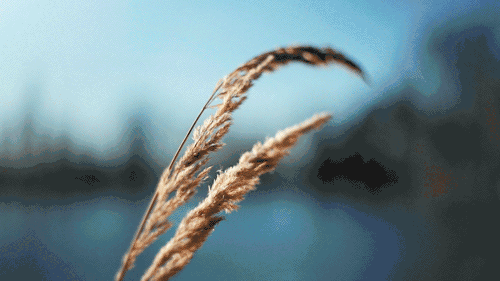 秋|听说，秋天是遗憾最多的季节