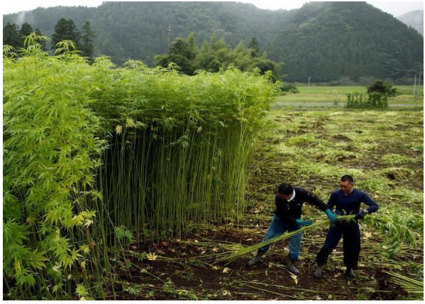 汉麻深加工：从纤维到化妆品的新篇章