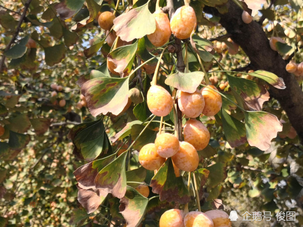 昔日一斤50元,如今无人采收,这农家果子为啥遭"遗弃"