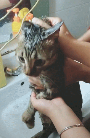 俩主人抓猫洗澡,猫一直喊老吴,主人质问老吴是谁?