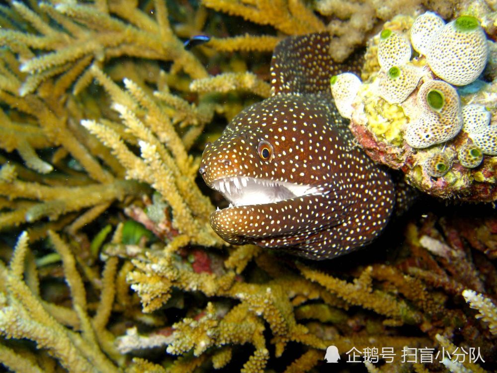 海里有多少条鱼?若按鱼的长相分类,可谓不计其数