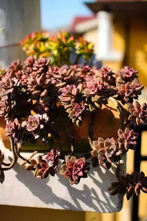 多肉植物秋天怎么养?