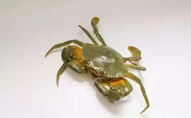 蝤蛑之所以被称为"海上人参",是因为它全身上下,都有营养价值