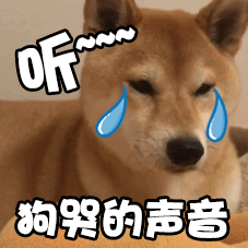 送上柴犬表情包,小可怜还是向喵星人屈服吧.狗生啊,不容易.